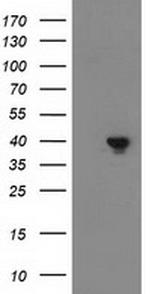 DNAJB1 Antibody in Western Blot (WB)