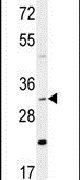 DNAJB13 Antibody in Western Blot (WB)