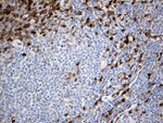 DNAJB5 Antibody in Immunohistochemistry (Paraffin) (IHC (P))