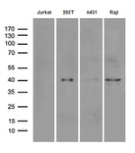 DNAJB5 Antibody in Western Blot (WB)