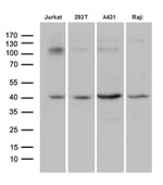 DNAJB5 Antibody in Western Blot (WB)