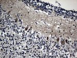 DNAJB6 Antibody in Immunohistochemistry (Paraffin) (IHC (P))