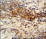 DNAJC11 Antibody in Immunohistochemistry (IHC)
