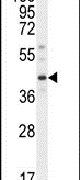 DNAJC11 Antibody in Western Blot (WB)