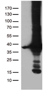 DNAJC27 Antibody in Western Blot (WB)