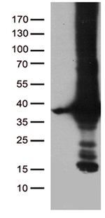 DNAJC27 Antibody in Western Blot (WB)