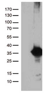 DNAJC27 Antibody in Western Blot (WB)