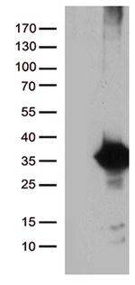 DNAJC27 Antibody in Western Blot (WB)