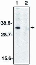 DNase II Antibody in Western Blot (WB)