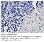 DNER Polyclonal Antibody