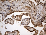 DNHL1 Antibody in Immunohistochemistry (Paraffin) (IHC (P))