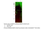 Dnmt2 Antibody in Western Blot (WB)