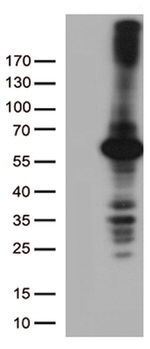 DNPEP Antibody in Western Blot (WB)