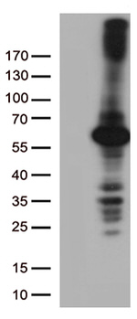 DNPEP Antibody in Western Blot (WB)