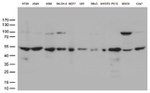 DNPEP Antibody in Western Blot (WB)