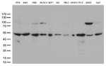 DNPEP Antibody in Western Blot (WB)