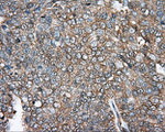 DNTTIP1 Antibody in Immunohistochemistry (Paraffin) (IHC (P))