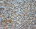 DNTTIP1 Antibody in Immunohistochemistry (Paraffin) (IHC (P))