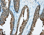 DNTTIP1 Antibody in Immunohistochemistry (Paraffin) (IHC (P))