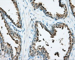 DNTTIP1 Antibody in Immunohistochemistry (Paraffin) (IHC (P))