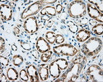 DNTTIP1 Antibody in Immunohistochemistry (Paraffin) (IHC (P))