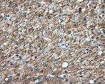 DNTTIP1 Antibody in Immunohistochemistry (Paraffin) (IHC (P))