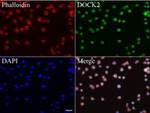 DOCK2 Antibody in Immunocytochemistry (ICC/IF)