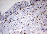 DOCK2 Antibody in Immunohistochemistry (Paraffin) (IHC (P))