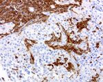 DOCK2 Antibody in Immunohistochemistry (Paraffin) (IHC (P))