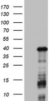 DOCK2 Antibody in Western Blot (WB)