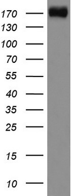 DOCK2 Antibody in Western Blot (WB)