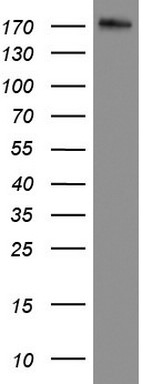 DOCK2 Antibody in Western Blot (WB)