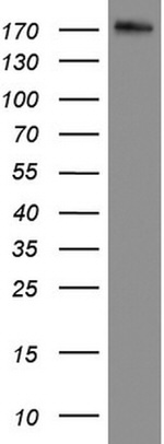 DOCK2 Antibody in Western Blot (WB)