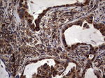 DOCK8 Antibody in Immunohistochemistry (Paraffin) (IHC (P))