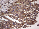 DOCK8 Antibody in Immunohistochemistry (Paraffin) (IHC (P))