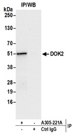 DOK2 Antibody in Western Blot (WB)