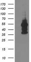DOK2 Antibody in Western Blot (WB)