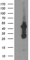 DOK2 Antibody in Western Blot (WB)