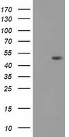 DOK2 Antibody in Western Blot (WB)