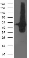 DOK2 Antibody in Western Blot (WB)