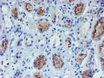 DOK7 Antibody in Immunohistochemistry (Paraffin) (IHC (P))