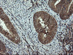 DOK7 Antibody in Immunohistochemistry (Paraffin) (IHC (P))