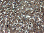 DOK7 Antibody in Immunohistochemistry (Paraffin) (IHC (P))