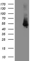 DOK7 Antibody in Western Blot (WB)