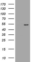 DOK7 Antibody in Western Blot (WB)