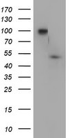 DOK7 Antibody in Western Blot (WB)