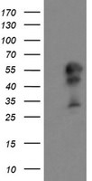 DOK7 Antibody in Western Blot (WB)