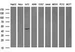 DOK7 Antibody in Western Blot (WB)