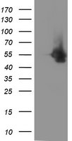 DOK7 Antibody in Western Blot (WB)