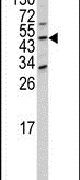 DOM3Z Antibody in Western Blot (WB)
